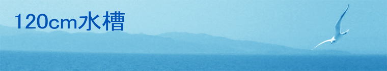 120cm����