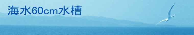 �C��60cm����